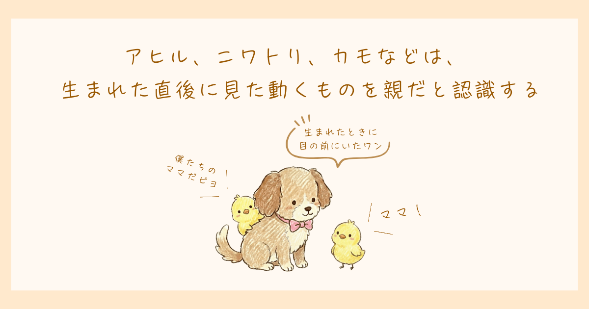 発達心理学　刷り込み　ローレンツ