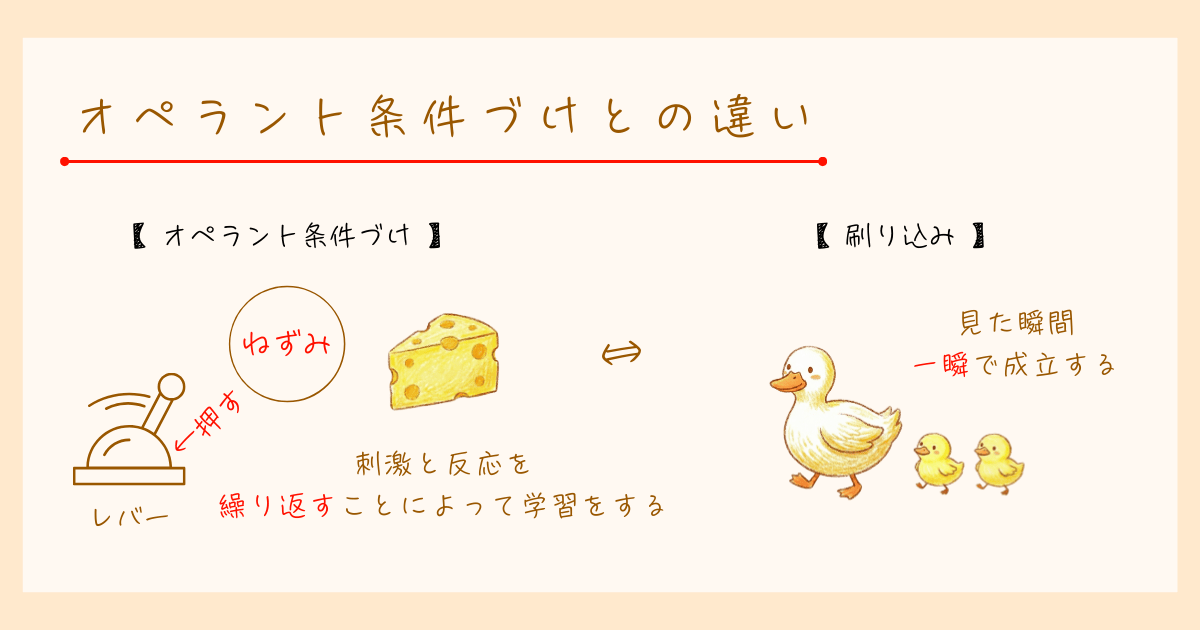 発達心理学　刷り込み　ローレンツ