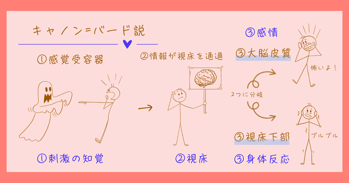 キャノン=バード説 中枢起源説 感情心理学
