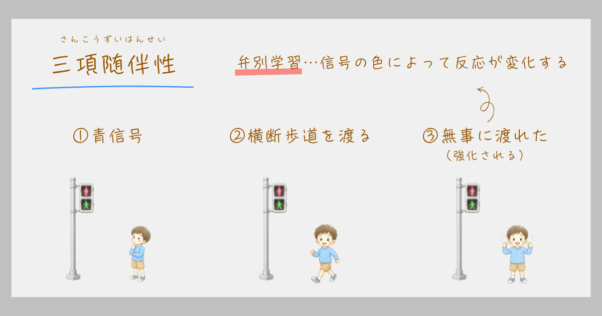 弁別学習　学習心理学　三項随伴性　スキナー