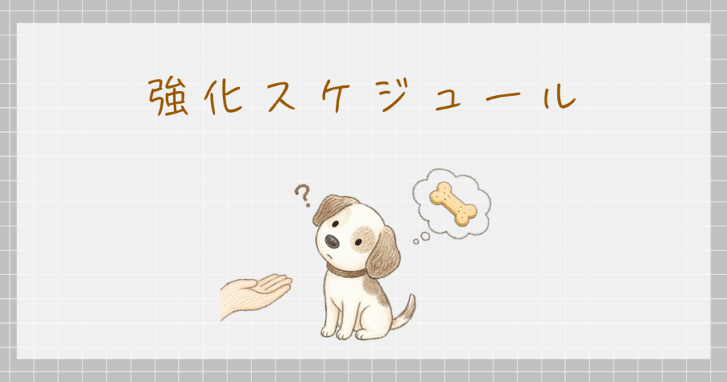 強化スケジュール　スキナー　オペラント条件づけ