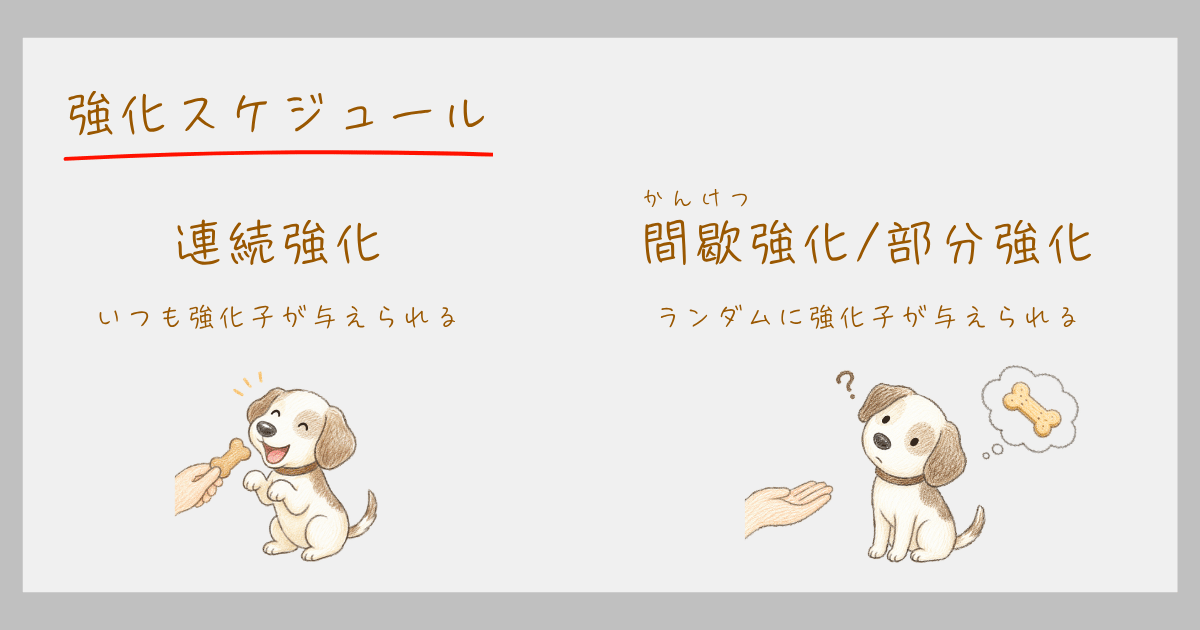 強化スケジュール スキナー オペラント条件づけ 連続強化 部分強化